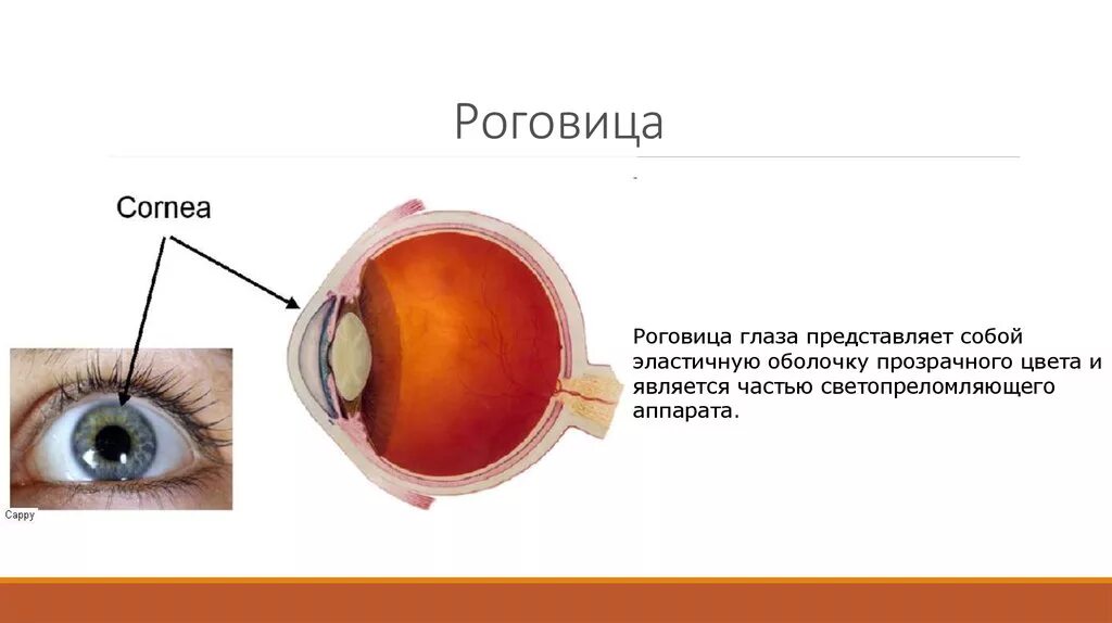 Анатомия роговицы глаза. Роговица глаза строение глаза. Строение роговицы глаза. Строение роговицы глаза человека. Роговица характеристика