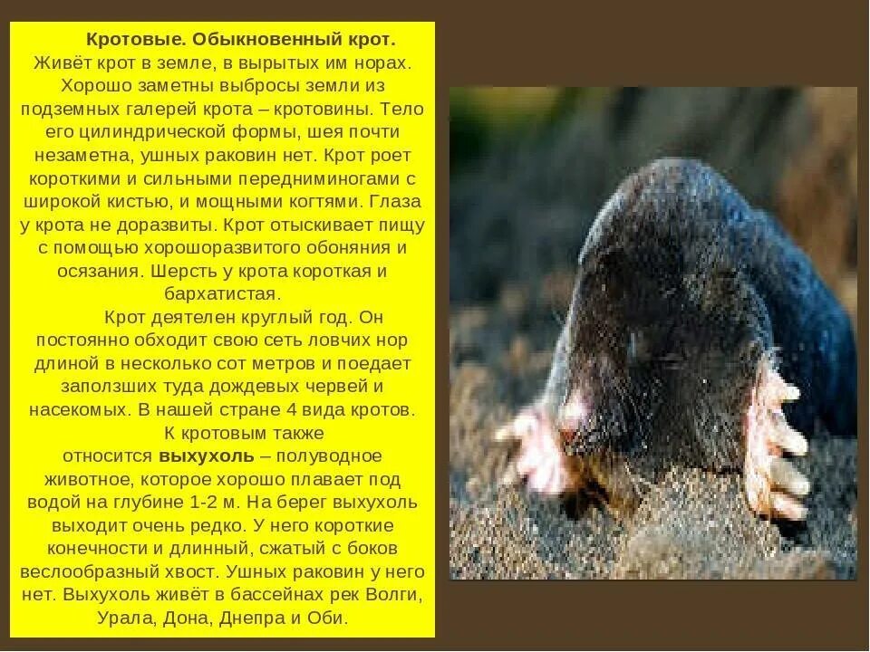 Какую пользу и вред приносят кроты