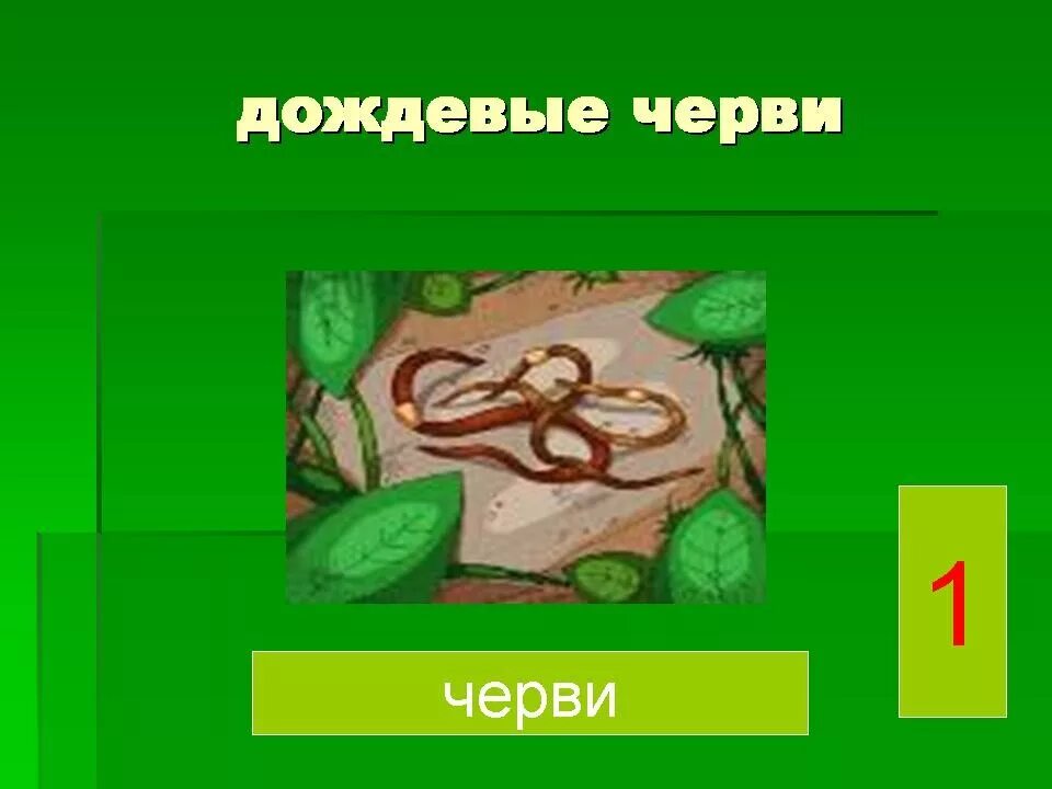 Цепь питания с дождевым червем. Пищевая цепочка дождевой червь. Пищевая цепь дождевой червь. Дождевые черви в цепи питания. Цепь питания дождевого червя.