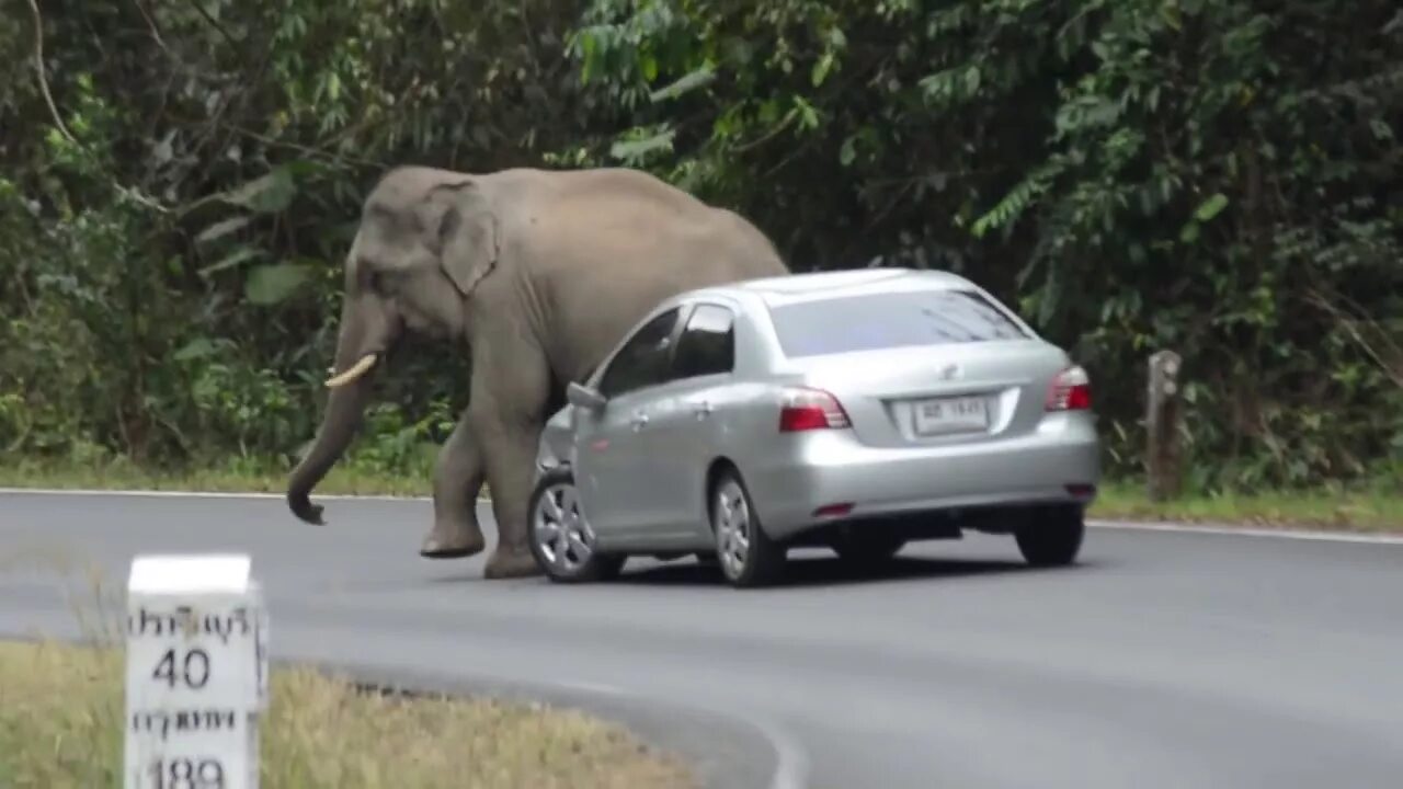 Elephant car. Слон раздавил машину. Животные против машин. Слоны нападают на машины. Машина слон.