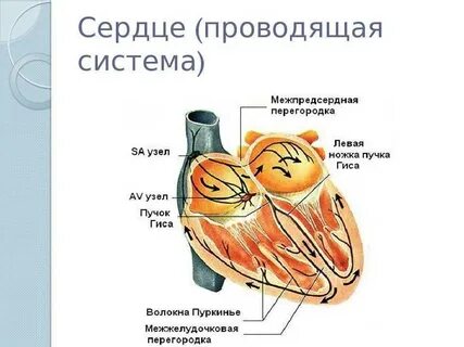 Чем представлена проводящая система сердца
