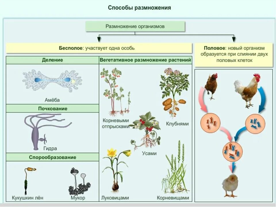 Типы размножение организмов бесполое. Способы бесполого размножения 6 класс. Размножение организмов бесполое размножение 6 класс. 10 Кл биология бесполое и половое размножение. Размножение 2 способами людей