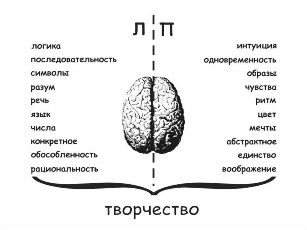 Интуитивно чувствовала. Левое и правое полушарие. Левое и правое полушарие мозга. За что отвечает левое полушарие. Мозг человека левое и правое полушарие.