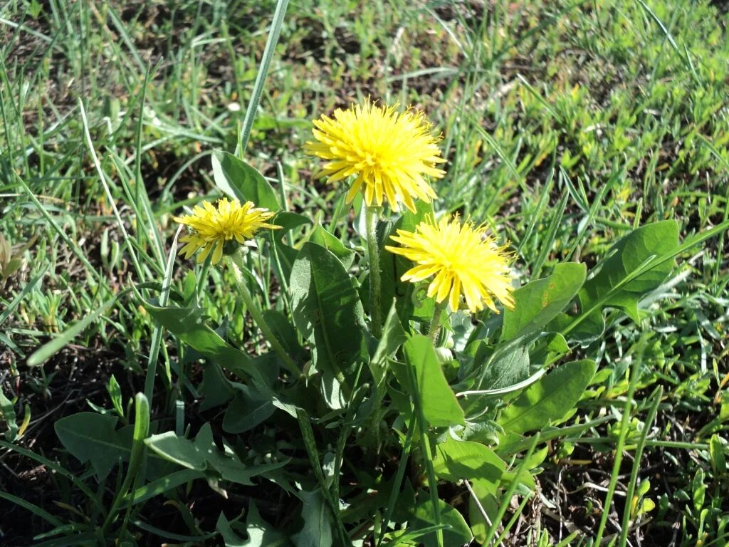 Одуванчик лекарственный – Taraxacum officinale. Taráxacum officinále - одуванчик обыкновенный[. Одуванчик лекарственный - Taraxacum officinale Wigg. S. 1.. Одуванчик лекарственный ГФ. Одуванчик лекарственный род