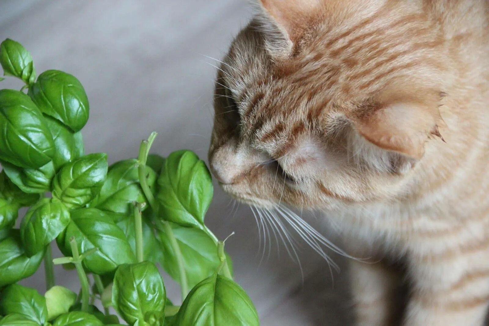 Цветы вредные для кошек. Кошки и комнатные растения. Кошачий цветок комнатный. Кошка и комнатные цветы. Кот ест комнатные растения.