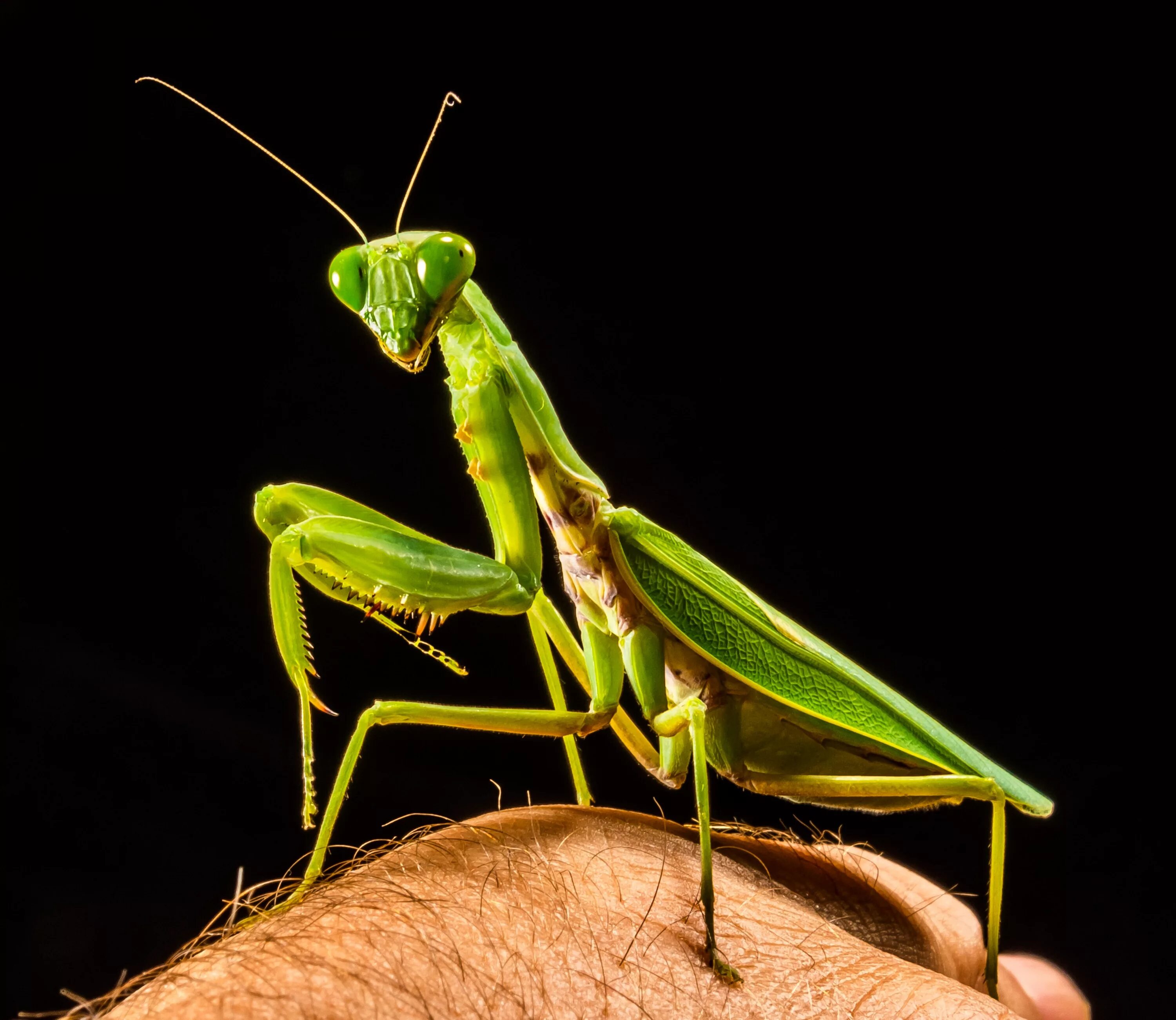 Как называется богомол. Жук богомол. Богомол кузнечик Саранча. Богомол Mantis. Богомол обыкновенный (Mantis religiosa).