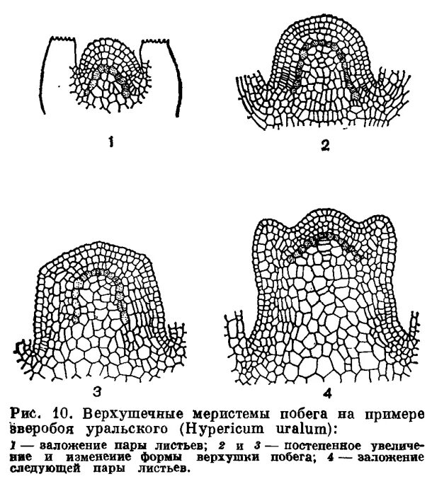 У каких растений появились ткани. Раневая меристема строение. Раневая ткань растений. Образовательная ткань меристема рисунок. Раневые (травматические) меристемы.