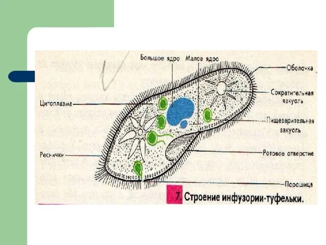 Малое ядро инфузории туфельки. Малое ядро инфузории название. Большое и Малое ядро инфузории туфельки. Малое ядро инфузории туфельки функции.