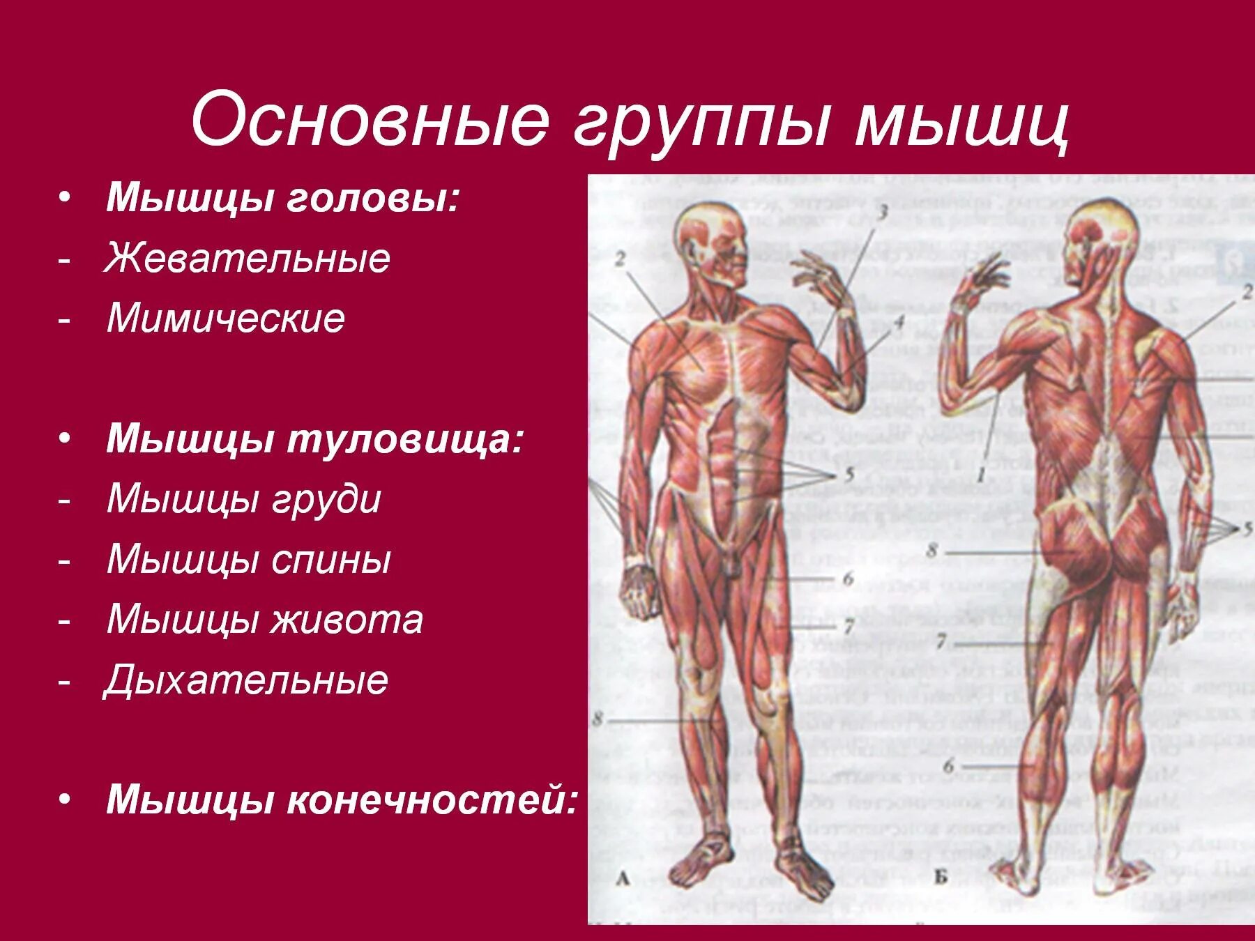 Работа и функции мышц. Мышечная система скелетные мышцы строение функции. Строение опорно-двигательной системы человека (мышечная система).. Мышечная система строение и функции мышц 8. Конспект по биологии работа мышц.