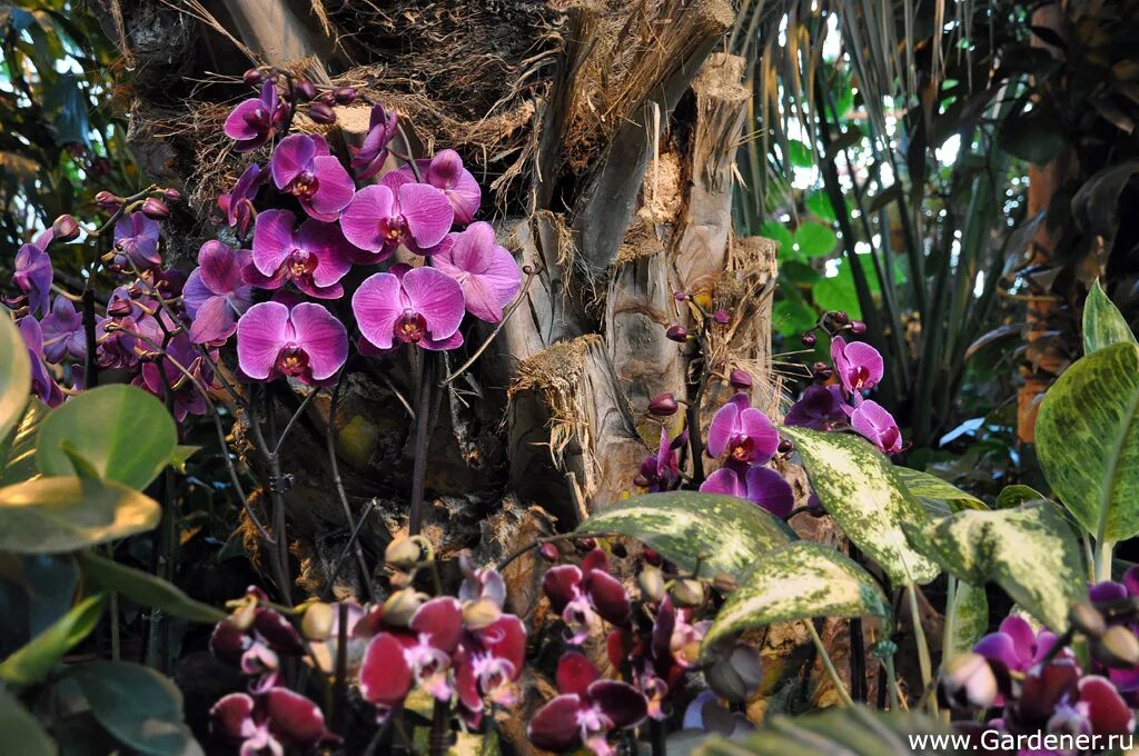 Как растут орхидеи в дикой. Орхидея фаленопсис в дикой природе. Орхидея эпифит. Фаленопсис джунгли. Фаленопсис джакаранда.
