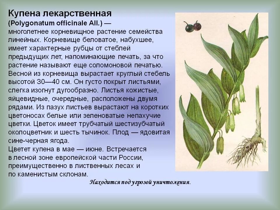 Купена душистая. Купена душистая. Купена мутовчатая. Купена аптечная растение. Купена лекарственная свойства.