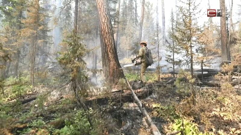 Канал лесные видео. Пожары в ХМАО. Лесные пожары в ХМАО. Лесные пожары в ХМАО 2022. Пожары в ХМАО сейчас.