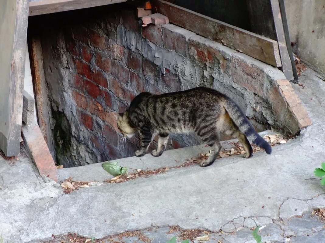 Кошки в подвале дома. Подвальные кошки. Кошки в подвале. Котик в подвале. Кот в погребе.