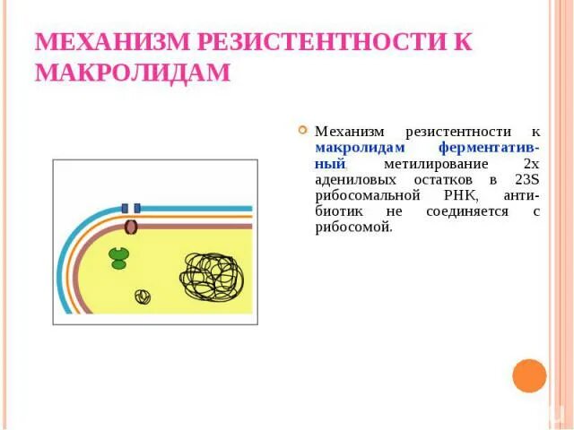 Макролиды резистентность. Механизм устойчивости к макролидам. механизм резистентности к макролидам. механизмы резистентности бактерий к макролидам. резистентность макролидов.