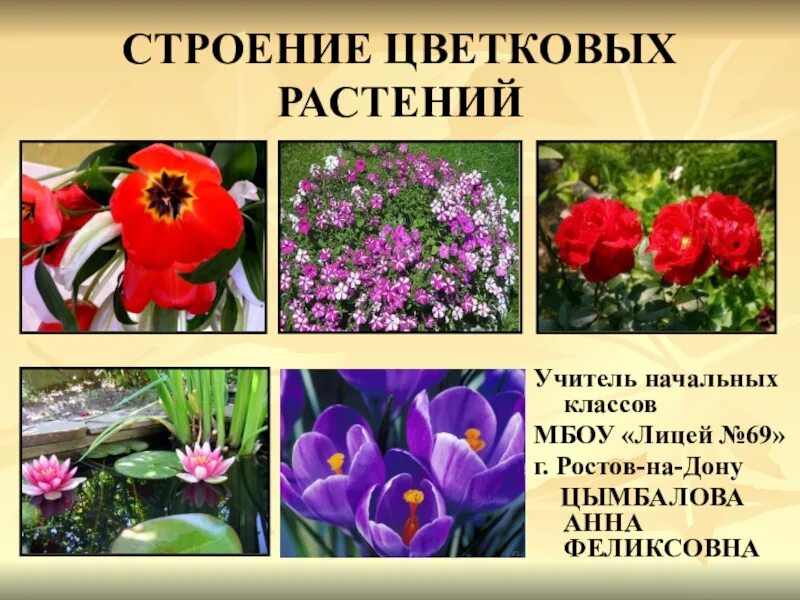Цветковые растения включают два класса. Название цветковых растений. Цветковые растения окружающий мир. Цветковые растения названия. Цветковые растения доклад.