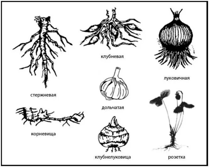 Какой тип корневой системы сформируется если луковицу. Метаморфозы побега клубнелуковица. Клубнелуковица гладиолуса строение. Клубнелуковица строение. Клубнелуковица примеры растений.