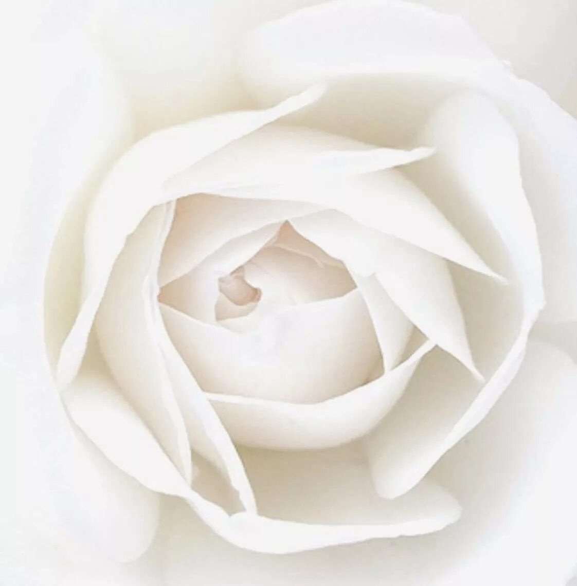 Белая картинка. Белые цветы. Белые розы. Белый av