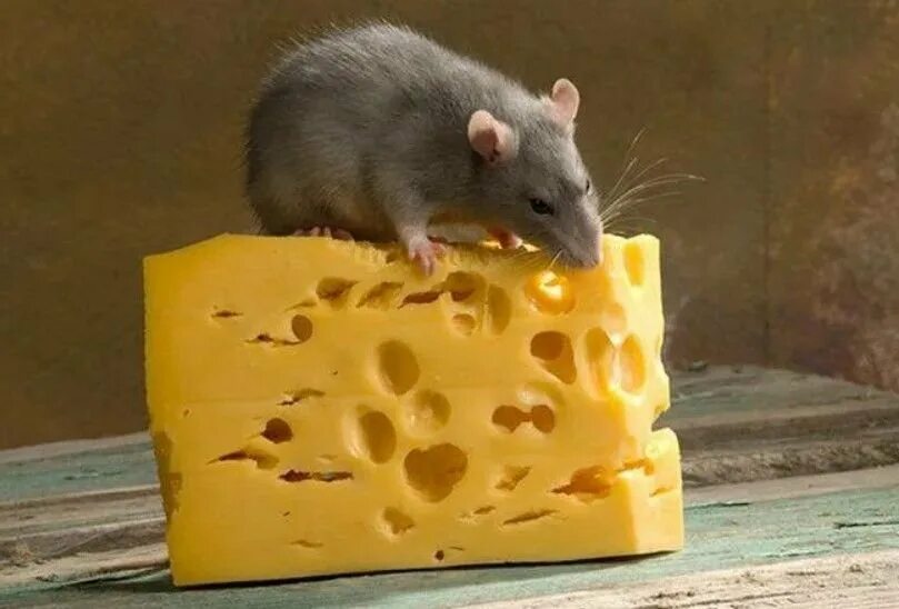 Принял мыши. Мышь с сыром. Мышь ест сыр. Крыса и сыр. Крыса с сыром.