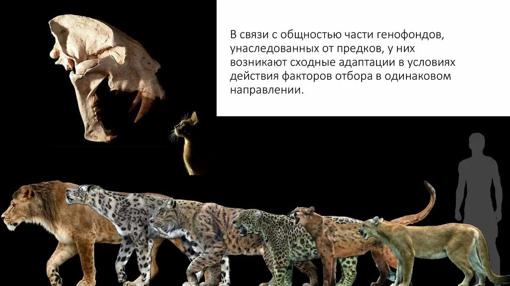 Происходящих от одного общего предка