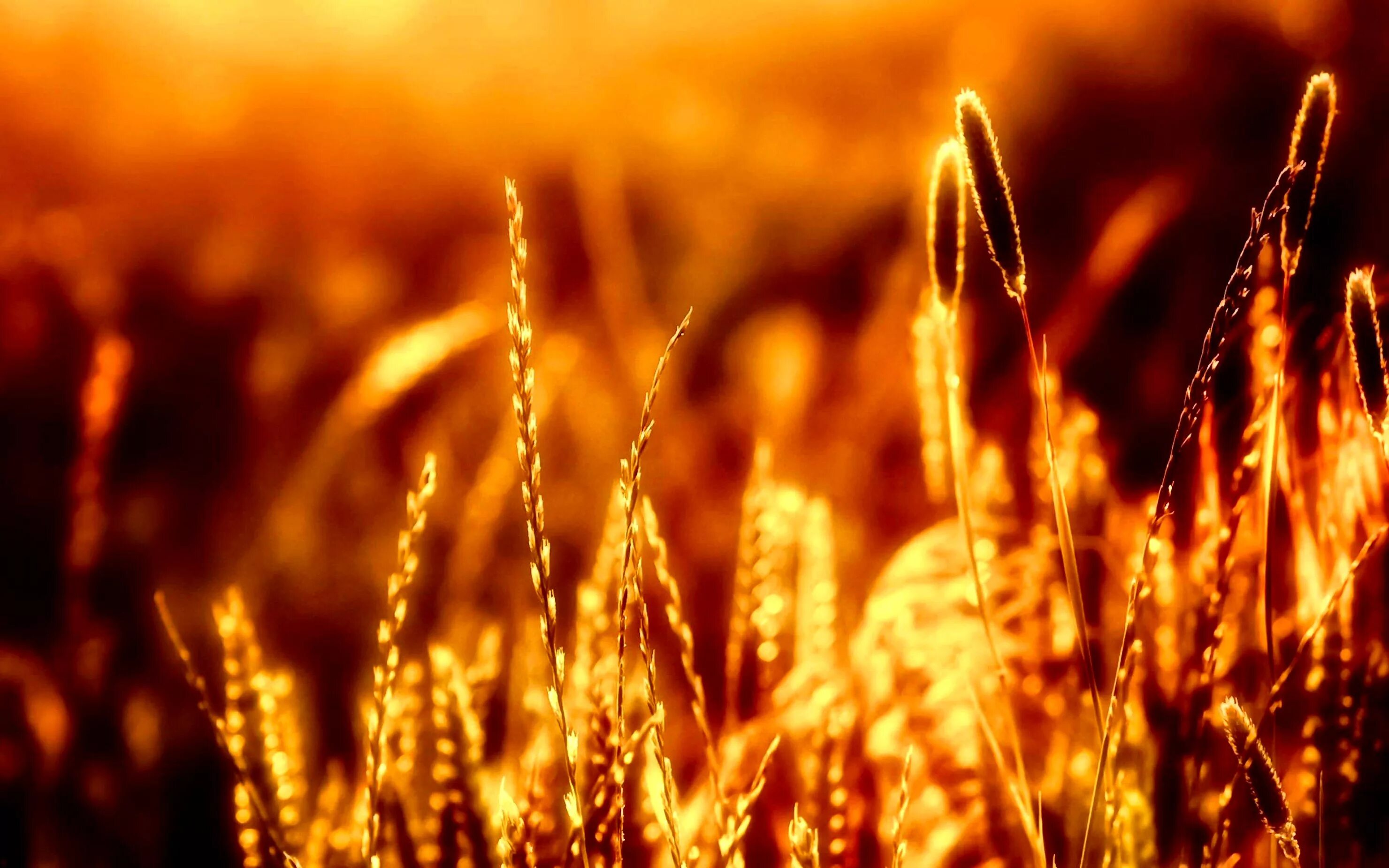 Колосья пшеницы. Колосья на закате. Колосья пшеницы на закате. Колосья на фоне солнца. Размытая земля