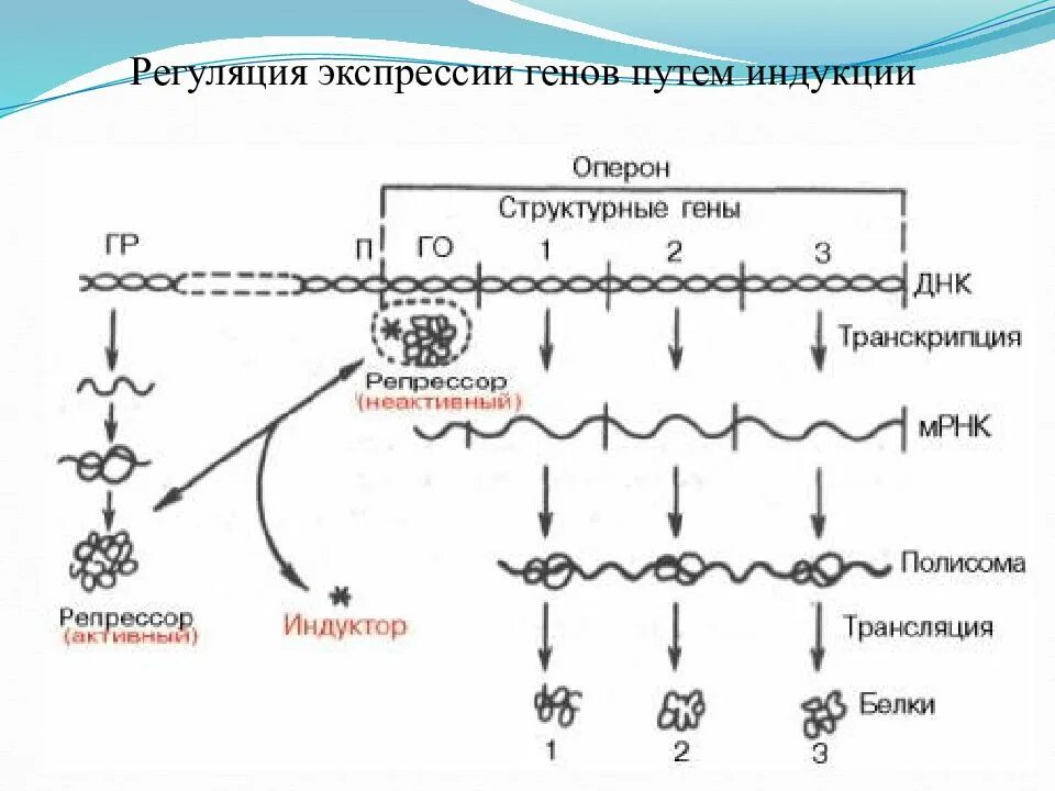 Регуляция биосинтеза белков у прокариот. Индукция экспрессии генов это. Структурные гены. Матричная теория синтеза белка. Механизм регуляции синтеза белка у эукариот.