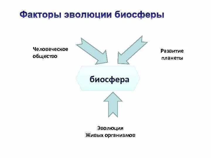 Основой устойчивости биосферы является. Основой устойчивости биосферы является