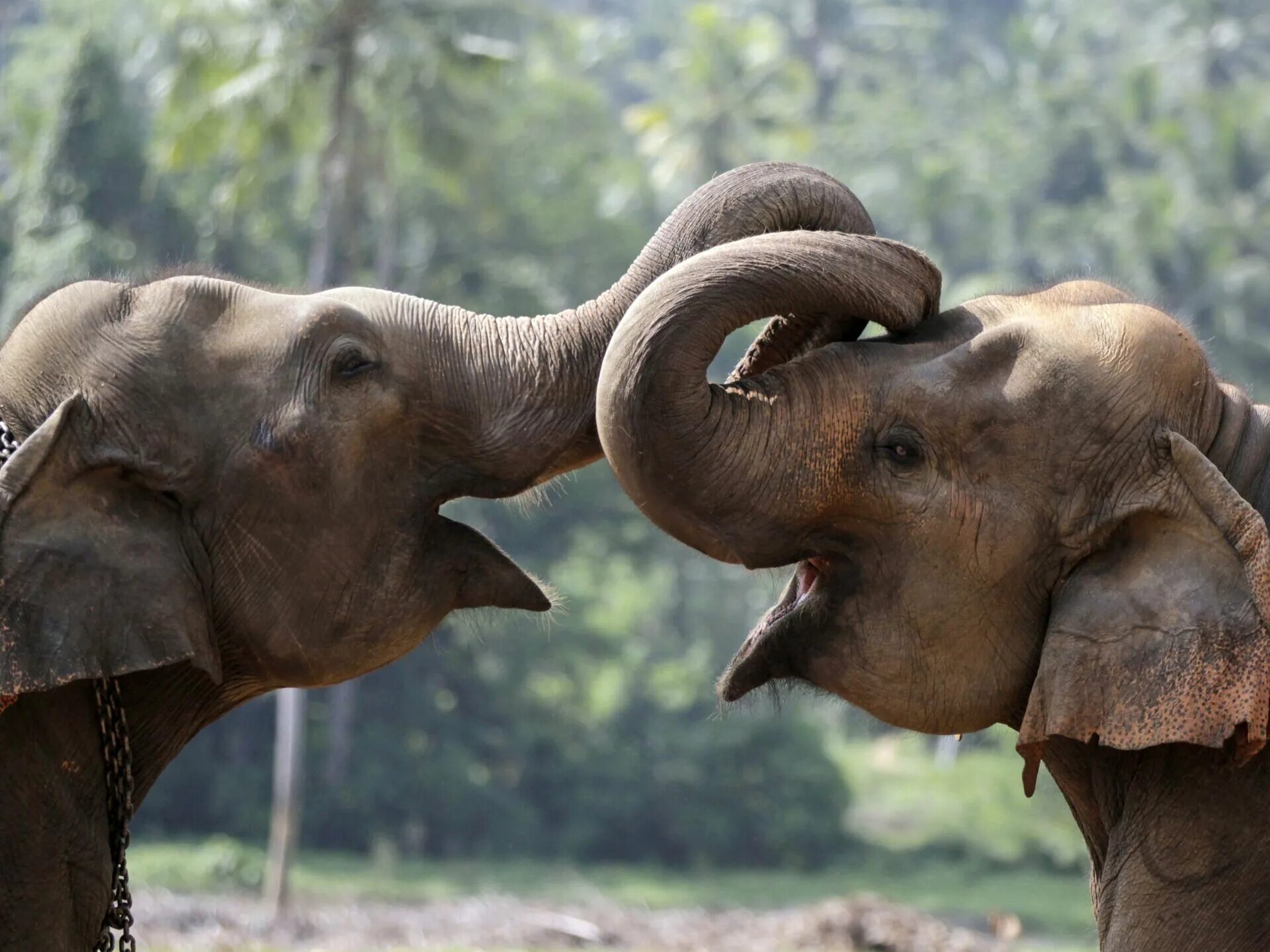 Two elephants. Индийский слон. Тайский слон. Всемирный день слонов. Африканские и индийские слоны.