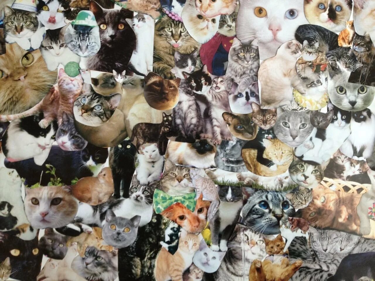 И много много чего прочего. Много котиков. котики коллаж. коллаж из котов. кошачий коллаж.