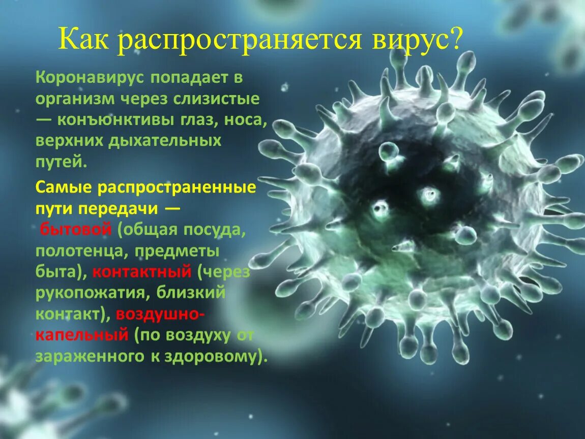 Вирус в организме. Коронавирус. Семейства вирусов. Коронавирус презентация