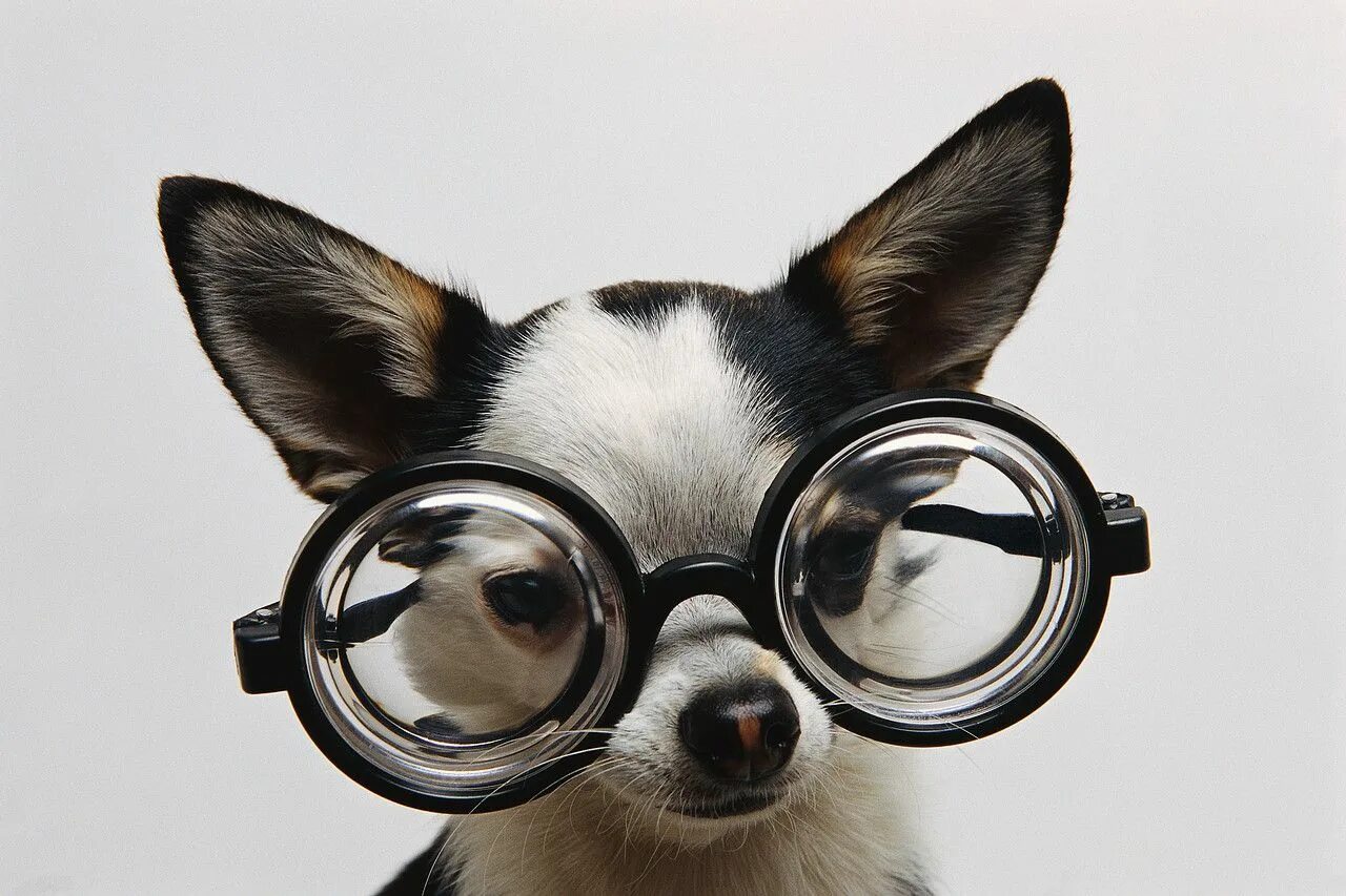 Смешные картинки очков. Собака в очках. Собака в очках на аву. Смешные животные в очках.