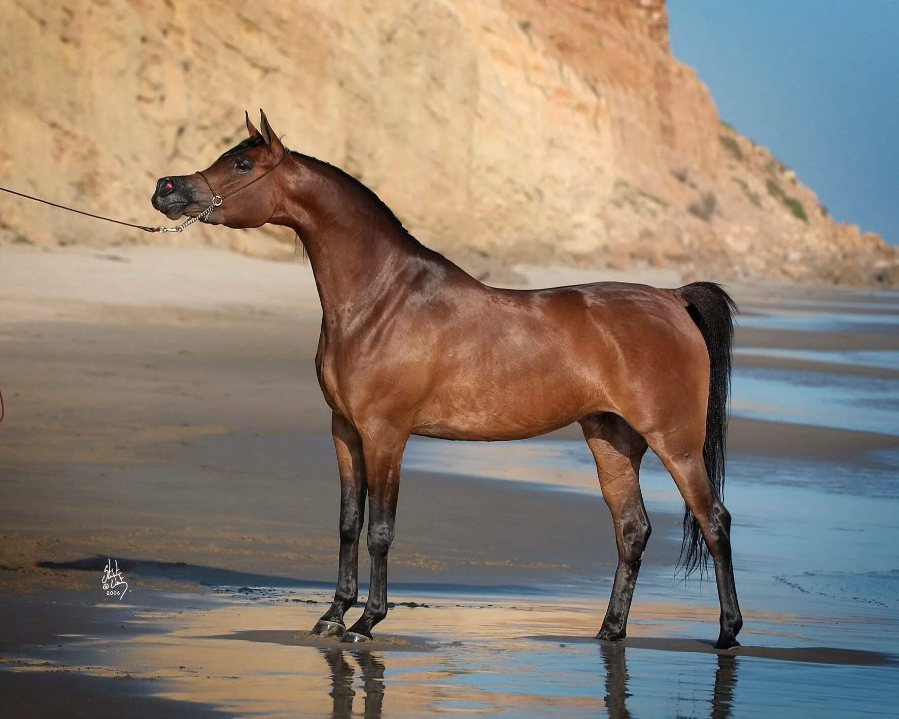 У чистокровной верховой лошади шея тонкая. Арабская порода лошадей сиглави. Кохейлан арабская лошадь. Арабская Скаковая порода лошадей. Хадбан арабская лошадь.