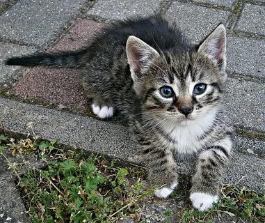 Коты домашние маленькие