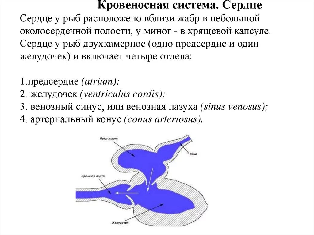 Сердце рыб состоит из камер. Кровеносная система хрящевых рыб. Строение кровеносной системы хрящевых рыб. Строение сердца костных рыб. Кровеносная система у рыб система у рыбы.