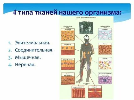 Самая твердая ткань в человеческом организме