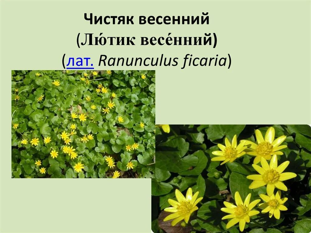 Лютик весенний Чистяк. Чистяк весенний (Ranunculus ficaria). Чистяк весенний сорняк. Лютик Чистяк ficaria “Flora pleno”. Чистяк весенний описание