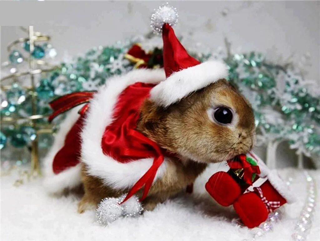 Год кролика хороший. Новогодние животные. Новогодний зайчик. Новогодний кролик. Животные в новогодних костюмах.