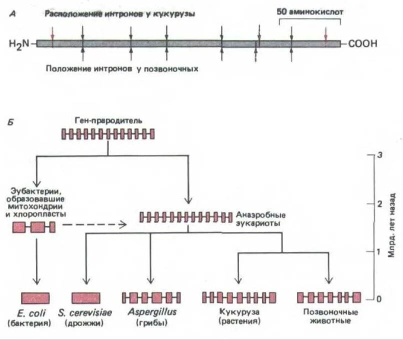 Контроль генной экспрессии. Ядерный геном растений. Схема классификация частей генома человека. Структура прерывистого Гена. Генетический контроль развития растений животных и человека