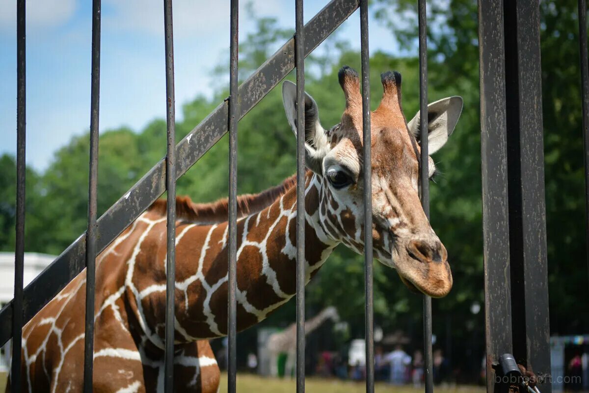 Zoo animals park. Калининградский зоопарк. Звери Калининградского зоопарка. Животные зоопарка Калининград. Зороарк.