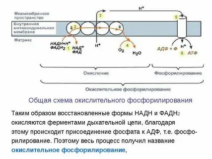 Окислительное дыхание