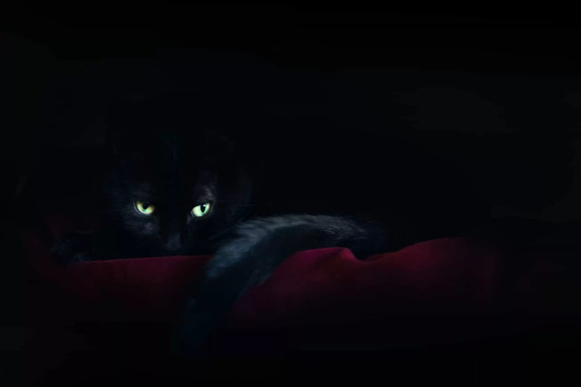 1) Черная кошка, белый кот: 15 мистических фото с кошками Cats, Cat photography,