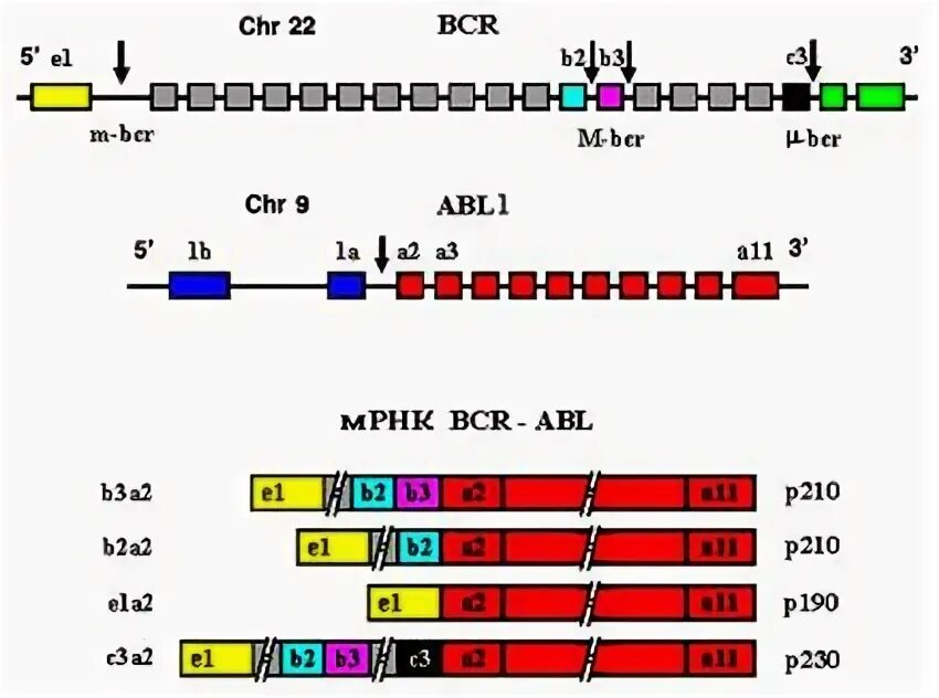 Abl'b. Экспрессия bcr abl. Bcr pathway. Bcr рецепторы иммунология. Bcr abl анализ что это.