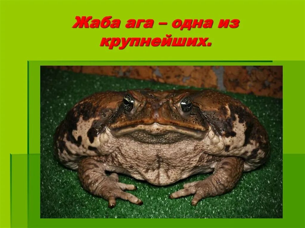 Жаба ага самая крупная. Тростниковая жаба в австралии. Жаба ага на руках. Ядовитая жаба ага. Сколько весит самая большая жаба.