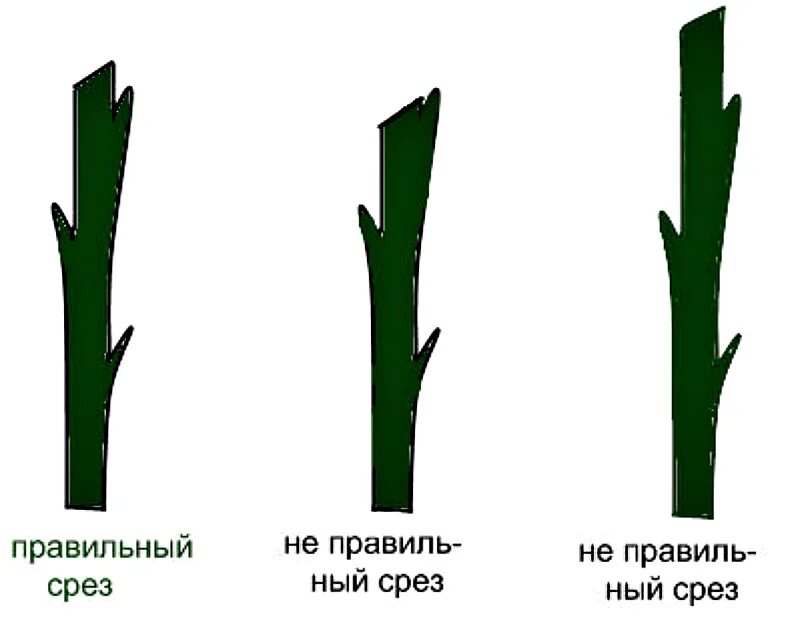 Нужно ли обрезать гвоздику. Срезанный стебель. Подрезка стеблей. Срезка стеблей. Обрезанные стебли.