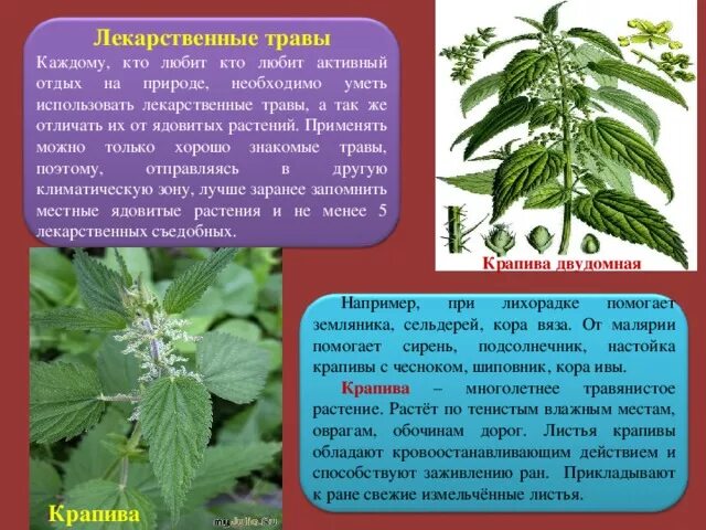 Лекарственное растение 6 класс