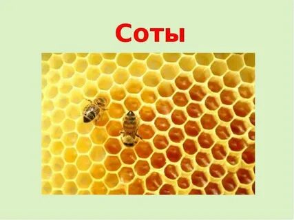Соты 13