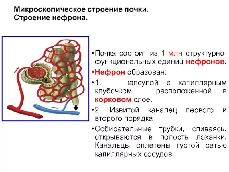 Строение почки капсула нефрона. Строение нефрона почки. Строение почки и нефрона биология 8 класс. Нефрон почки строение ОГЭ. Строение почки почечный каналец.