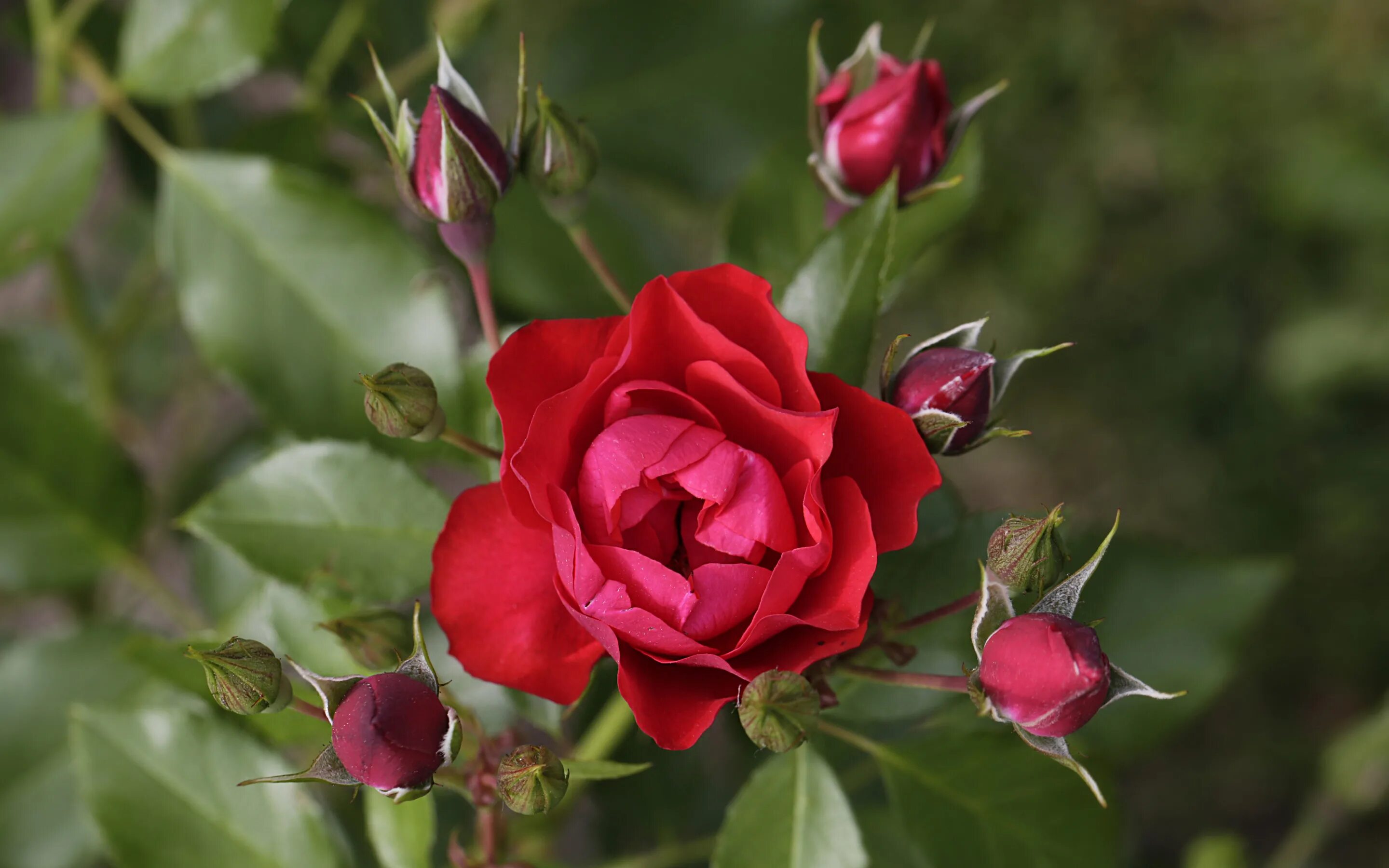 Маленький бутон красной розы. Бутон розы с листьями. Президентские розы цветы. Красные бутоны Файзе.