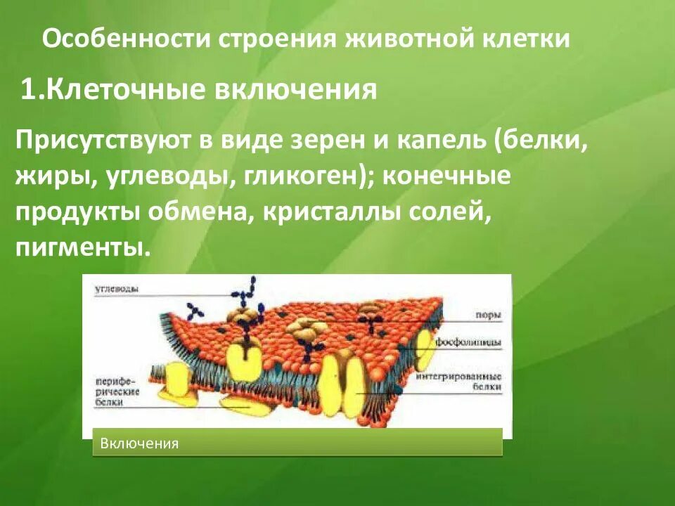 Клеточные включения строение и функции. Особенности строения включения. особенности клеточного включения. клеточные включения особенности строения и функции. строение включений клетки.