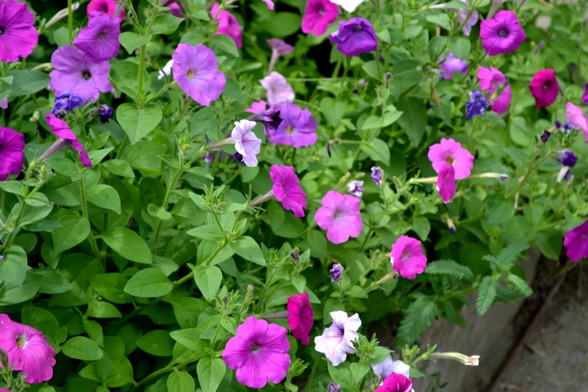 Пикирование петунии. Цветы посеять в марте на рассаду какие. Лобелия. Цветы посеять в марте на рассаду какие. Когда сеять петунию на рассаду в 2022 в феврале.