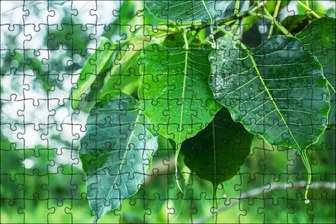 Find plant